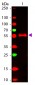 Anti-MOUSE IgG2b  (ATTO 647N Conjugated) Pre-adsorbed Secondary Antibody